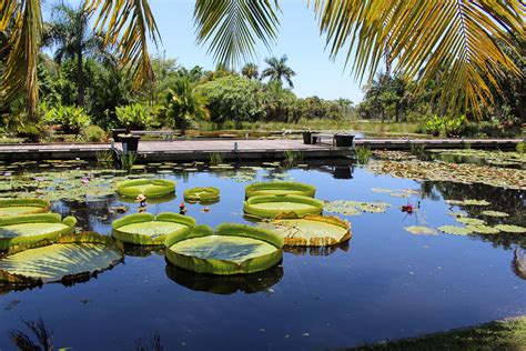 The Stories Behind Naples DFL's Endangered Magical Flowers